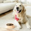 Extrudované vs. za studena lisované granule: Ktorá voľba je lepšia?