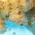 Baktéria Legionella vo vode  - riziká, výskyt a prevencia