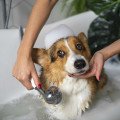 Miláčikovia na cestách: Čo nesmie chýbať vo výbave každého psičkára?