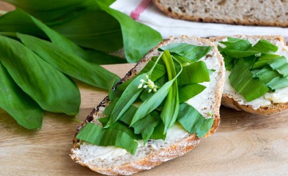 Medvedia nátierka s bryndzou na chlebík