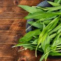 Prírodné antibiotikum: Viete, kde rastie medvedí cesnak v okolí Trnavy?