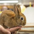 6 dôvodov, prečo je králik skvelým domácim miláčikom