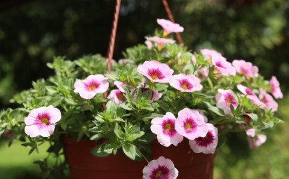 Vďačné letničky – petúnie: Klenot každého balkóna