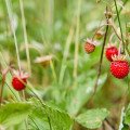 Jahoda obyčajná – využite nielen plody, ale i listy