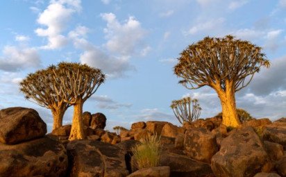 Strom bohov – Baobab