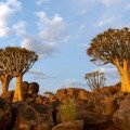 Strom bohov – Baobab