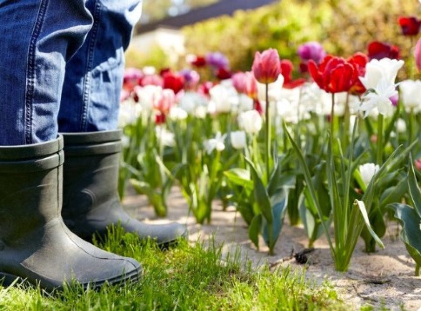 Výsadba tulipánov Výsadba tulipánov