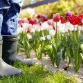 Výsadba tulipánov