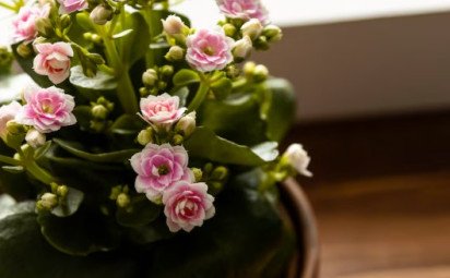 KALANCHOE – KOLOPEJKA
