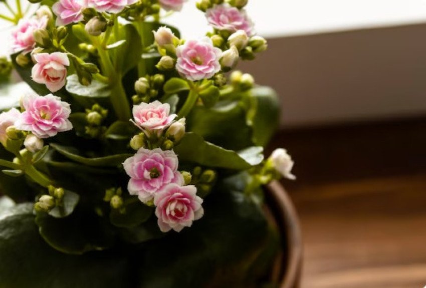 KALANCHOE – KOLOPEJKA