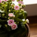 KALANCHOE – KOLOPEJKA