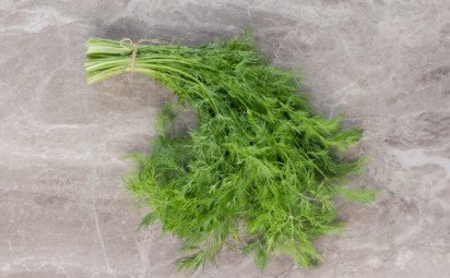 Kôpor voňavý - Anethum Graveolens