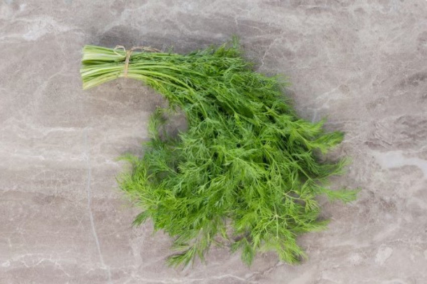 Kôpor voňavý - Anethum Graveolens Kôpor voňavý - Anethum Graveolens