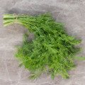 Kôpor voňavý - Anethum Graveolens