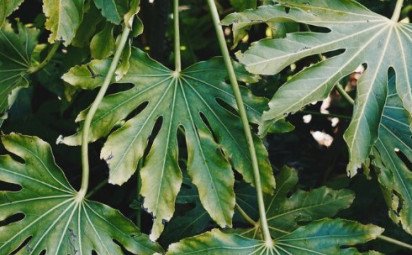 Fatsia japonská (Fatsia Japonica)