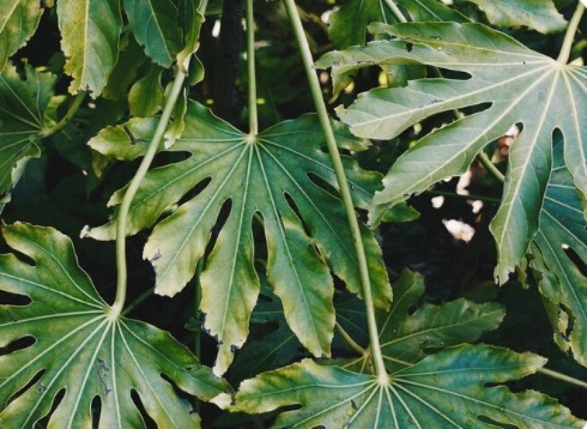 Fatsia japonská (Fatsia Japonica) Fatsia japonská (Fatsia Japonica)