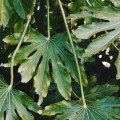 Fatsia japonská (Fatsia Japonica)