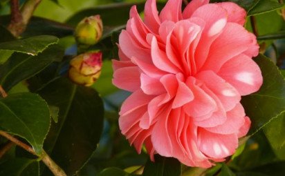 Kamélia japonská - camellia japonica