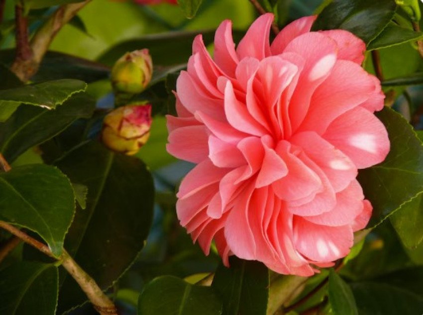 Kamélia japonská - camellia japonica