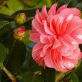 Kamélia japonská - camellia japonica