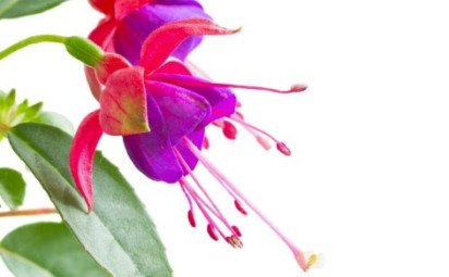 Fuksia na jar