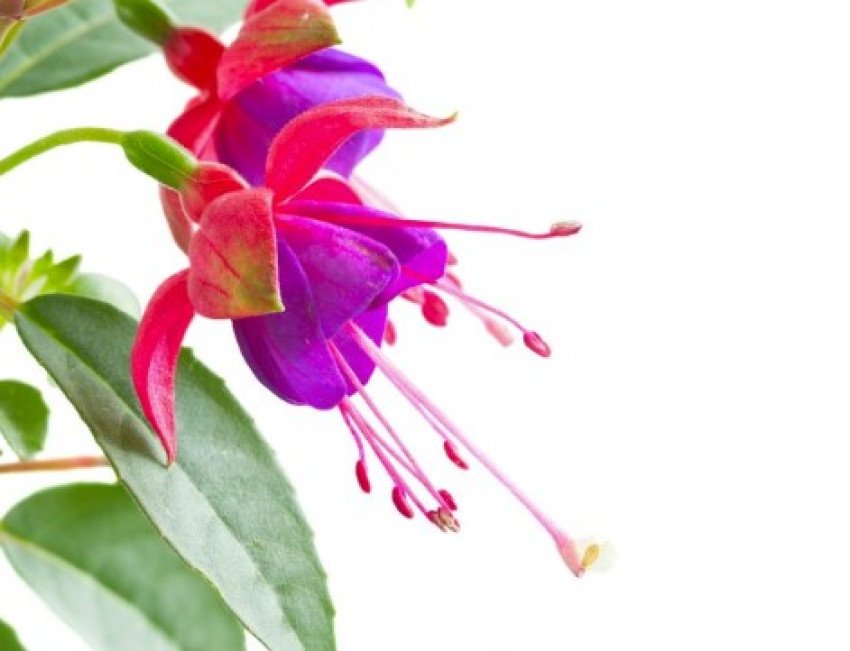 Fuksia na jar Fuksia na jar