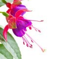Fuksia na jar