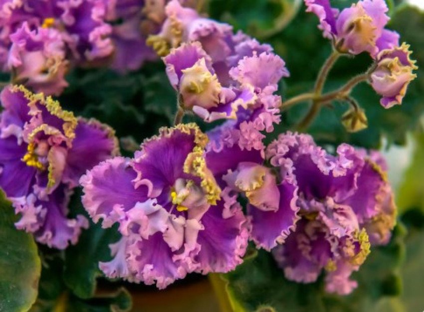 GLOXÍNIA - SINNINGIA GLOXÍNIA - SINNINGIA