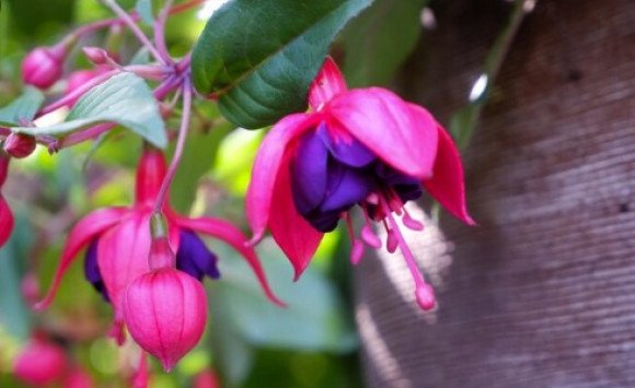Fuksia – kráľovná závesných kvetináčov plná farieb