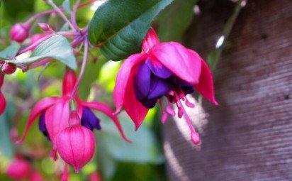 Fuksia – kráľovná závesných kvetináčov plná farieb