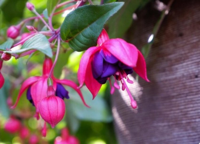 Fuksia – kráľovná závesných kvetináčov plná farieb Fuksia – kráľovná závesných kvetináčov plná farieb