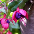 Fuksia – kráľovná závesných kvetináčov plná farieb