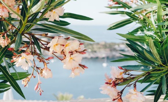 Oleander obyčajný: Krásavec z juhu