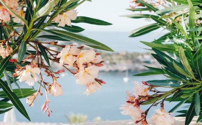 Oleander obyčajný: Krásavec z juhu
