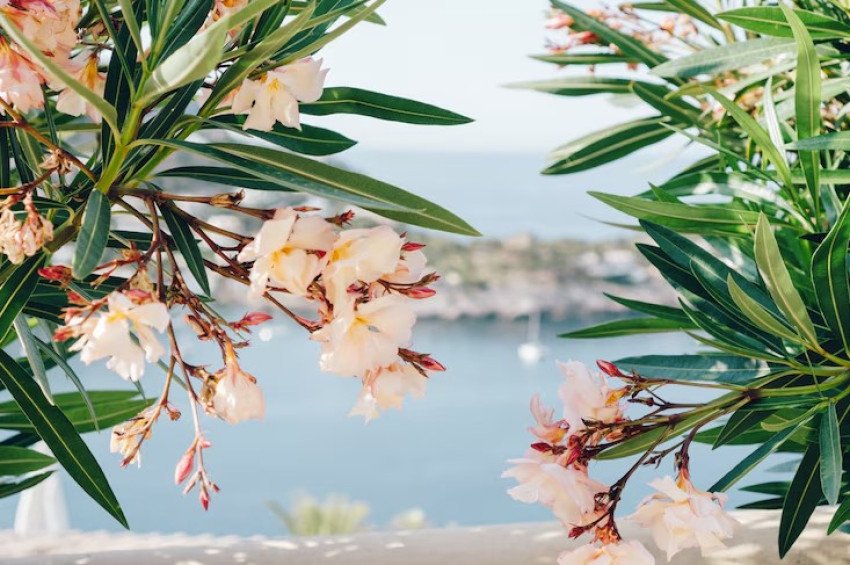 Oleander obyčajný: Krásavec z juhu