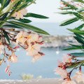 Oleander obyčajný: Krásavec z juhu