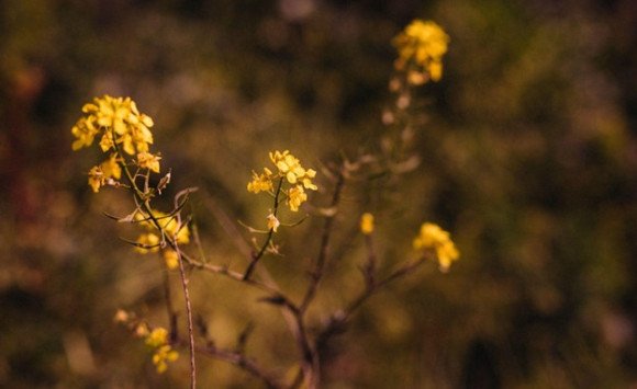 Sila skrytá v ľubovníkovom oleji