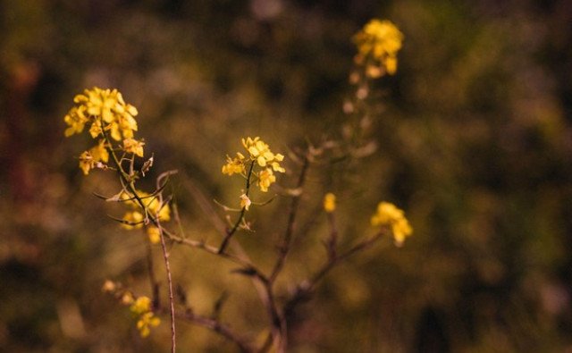 Sila skrytá v ľubovníkovom oleji