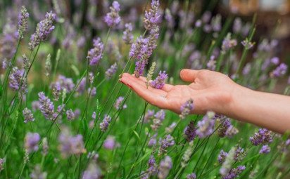 Levanduľa - účinný pomocník pre lepší spánok