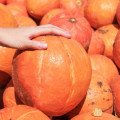 Tekvica hokkaido - dar pre naše zdravie