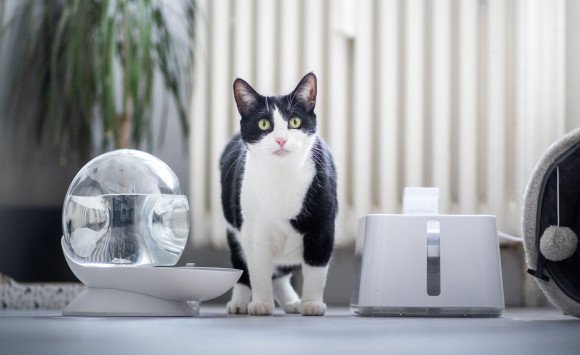 Prehĺta vaša mačka chlpy? Môže to byť nebezpečné!