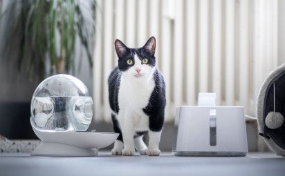 Prehĺta vaša mačka chlpy? Môže to byť nebezpečné!