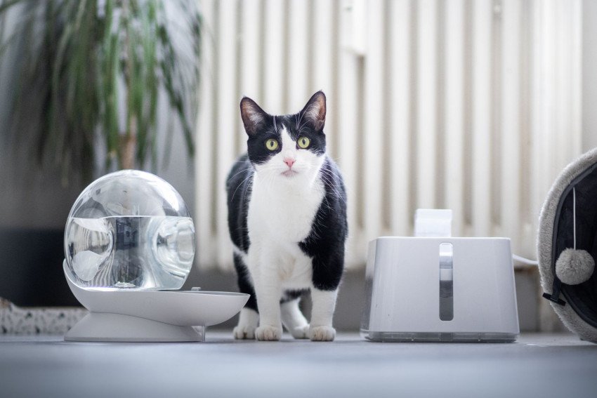 Prehĺta vaša mačka chlpy? Môže to byť nebezpečné!