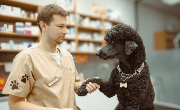 Pije vaše zviera viac ako zvyčajne? Môže mať cukrovku