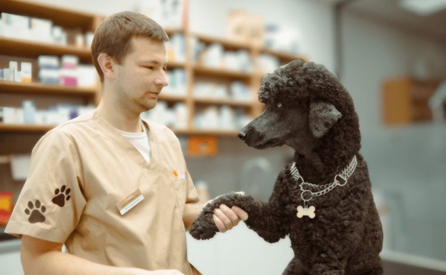 Pije vaše zviera viac ako zvyčajne? Môže mať cukrovku