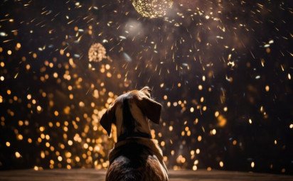 Ako ochrániť zvieratá pred petardami a ohňostrojmi počas sviatkov