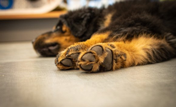 Tipy od veterinára: Čo potrebujú psie labky v zime