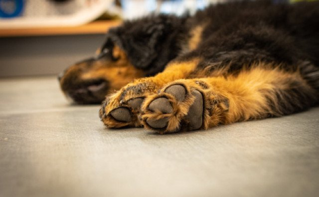 Tipy od veterinára: Čo potrebujú psie labky v zime