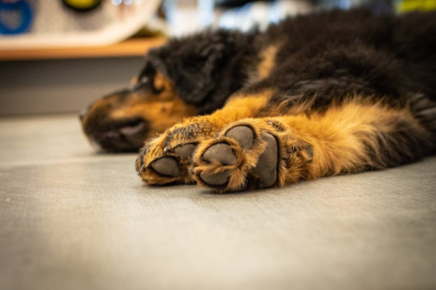 Tipy od veterinára: Čo potrebujú psie labky v zime