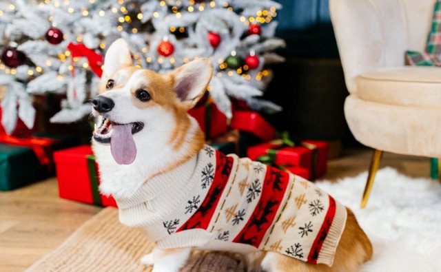 Vianoce a Silvester s domácimi miláčikmi bez starostí